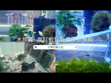 魚缸大小養魚數量|魚缸養多少魚合適，這個公式告訴你，再也不用請教別。